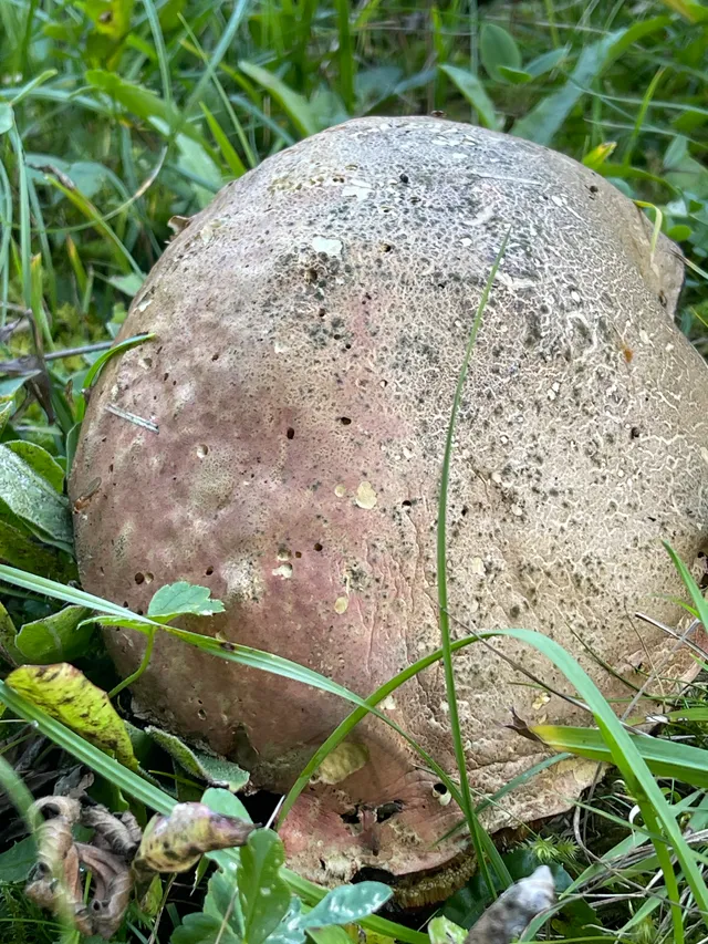 Ruddy bolete