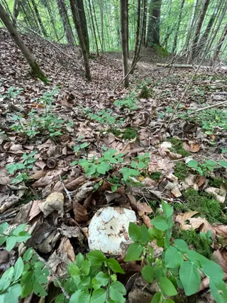 Milk-white brittlegill — 3