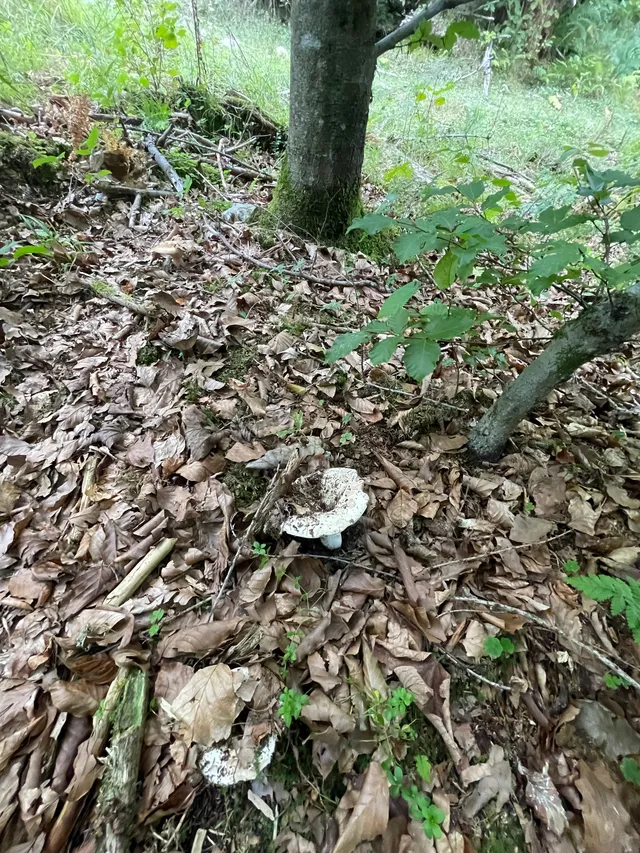 Milk-white brittlegill