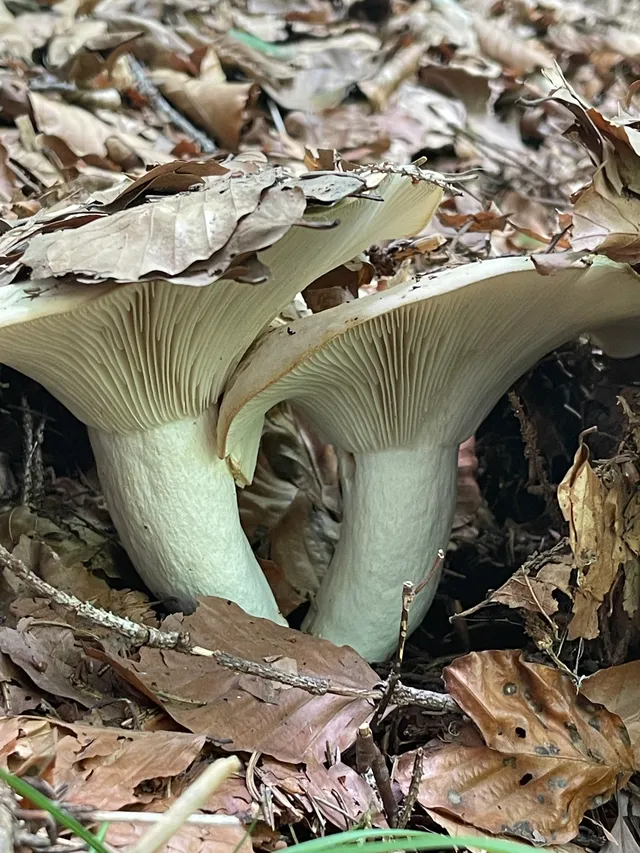 Milk-white brittlegill