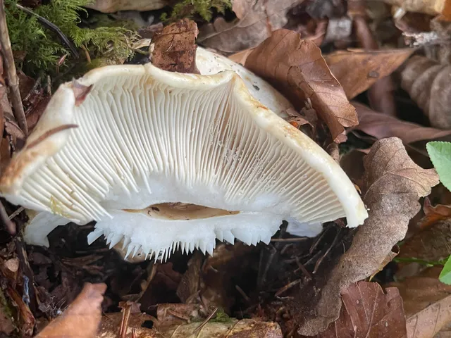 Milk-white brittlegill