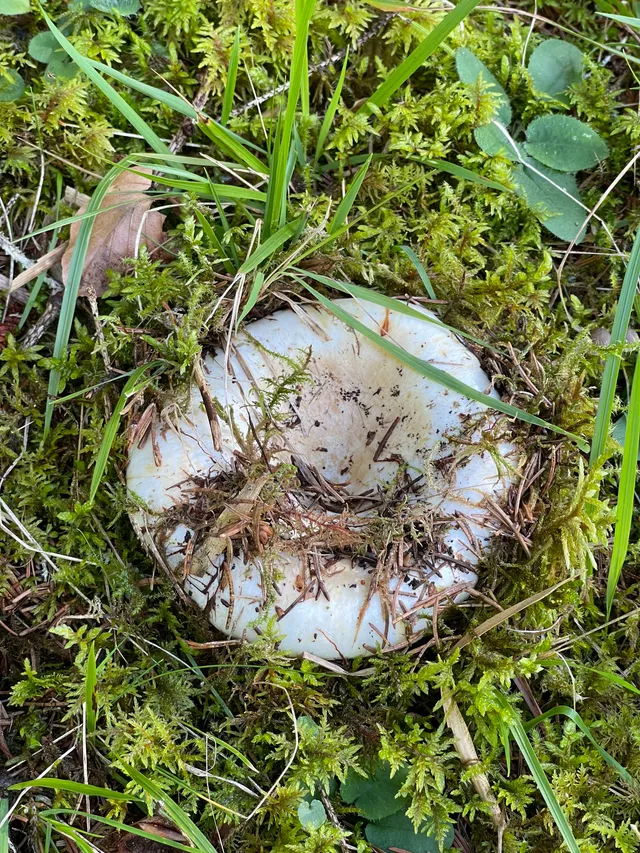 Milk-white brittlegill