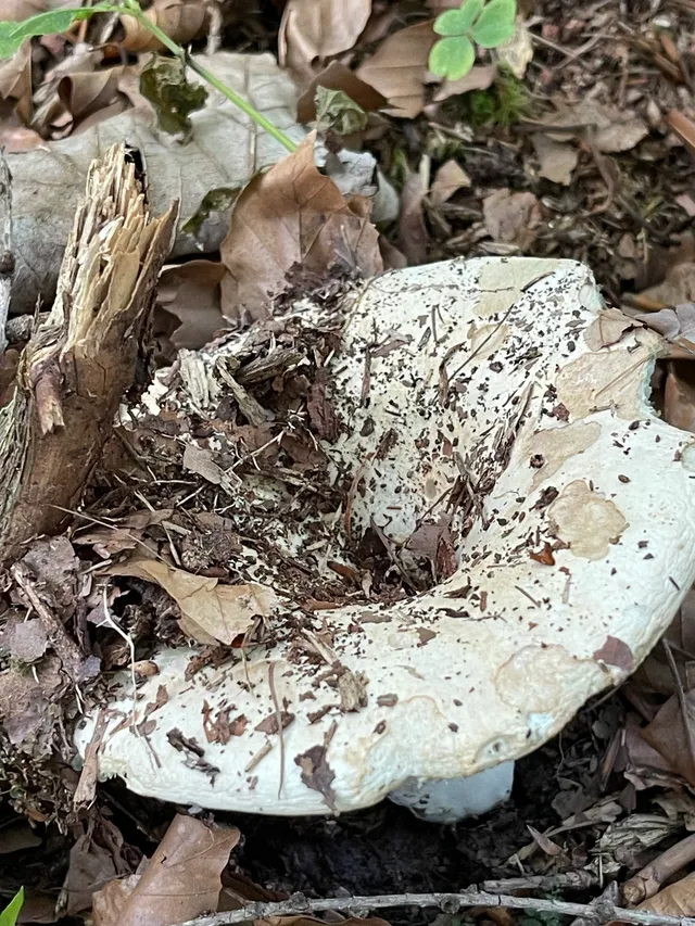 Milk-white brittlegill