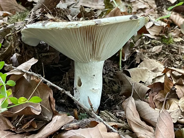 Milk-white brittlegill