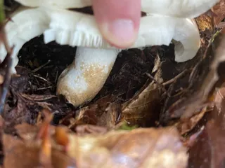 Milk-white brittlegill — 5