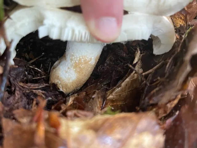 Milk-white brittlegill