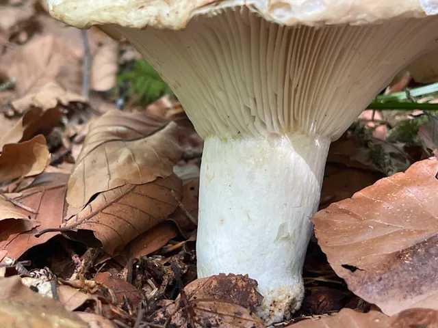 Milk-white brittlegill