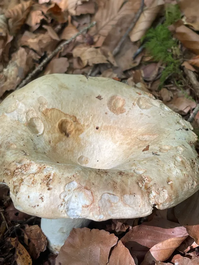 Milk-white brittlegill