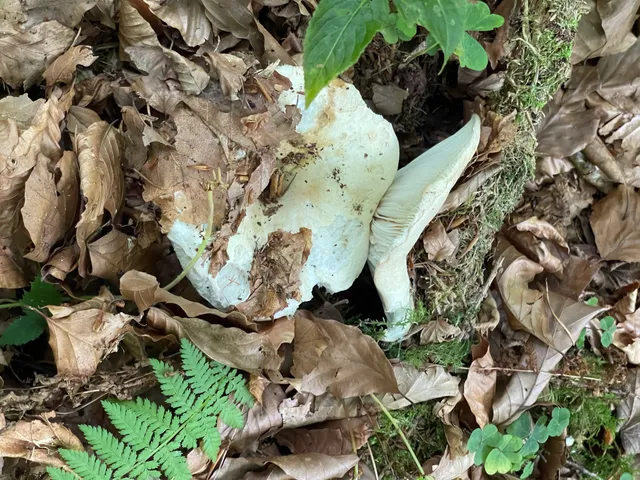 Milk-white brittlegill