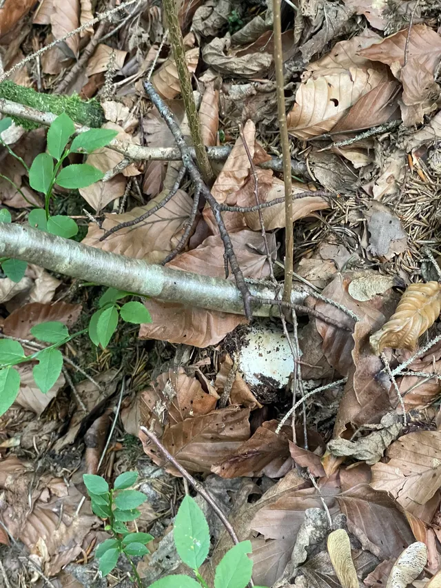Milk-white brittlegill