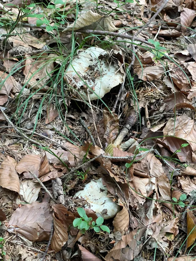 Milk-white brittlegill