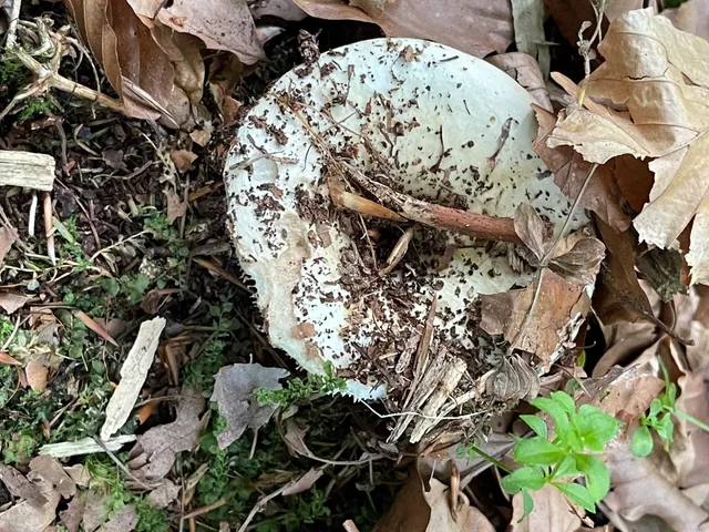 Milk-white brittlegill