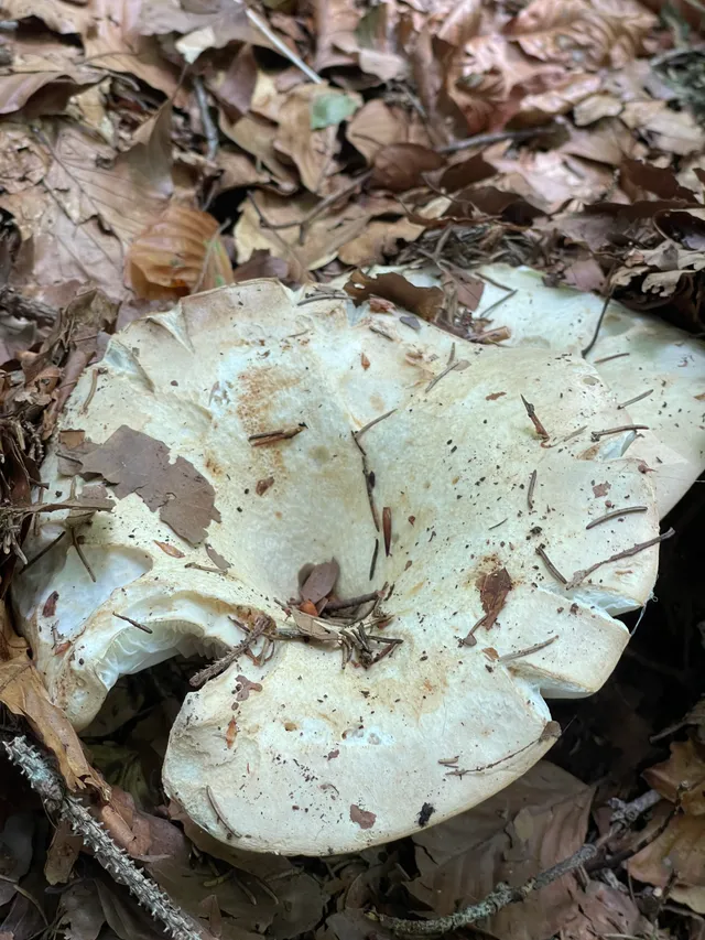 Milk-white brittlegill