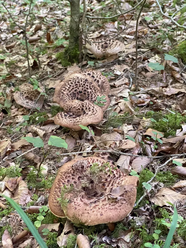 Shingled hedgehog