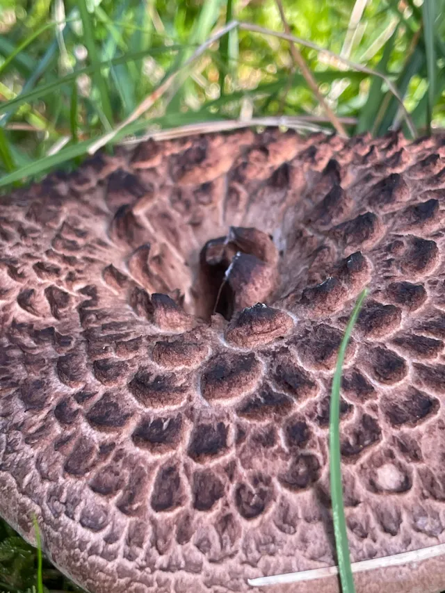Shingled hedgehog