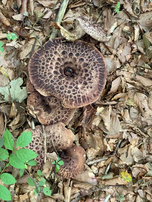 Shingled hedgehog