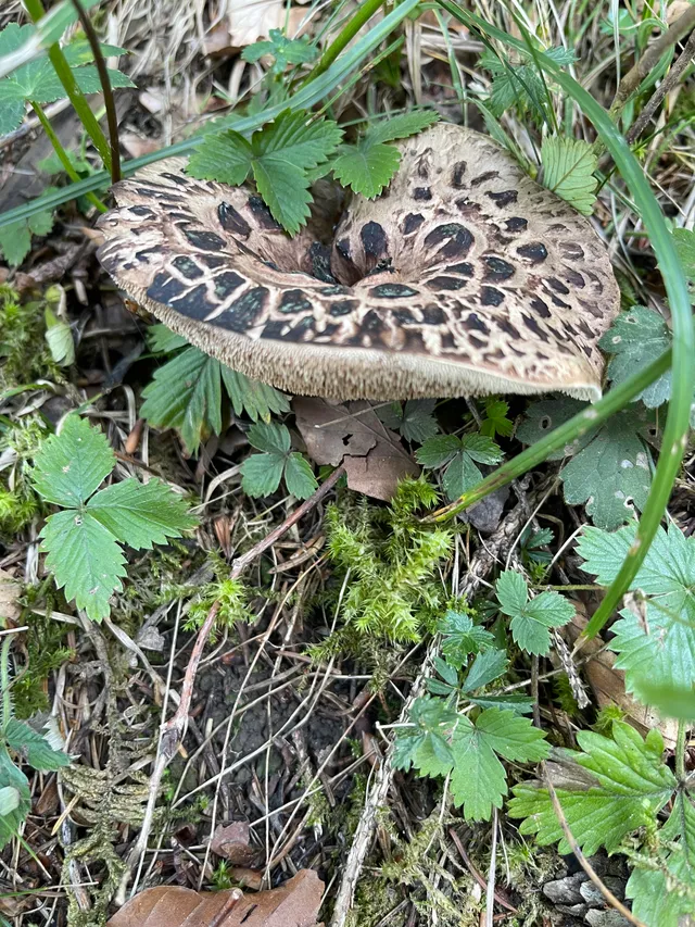 Shingled hedgehog