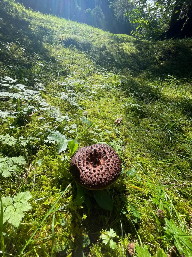 Shingled hedgehog