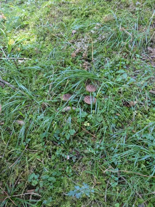 Shingled hedgehog — 2