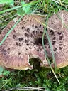 Shingled hedgehog