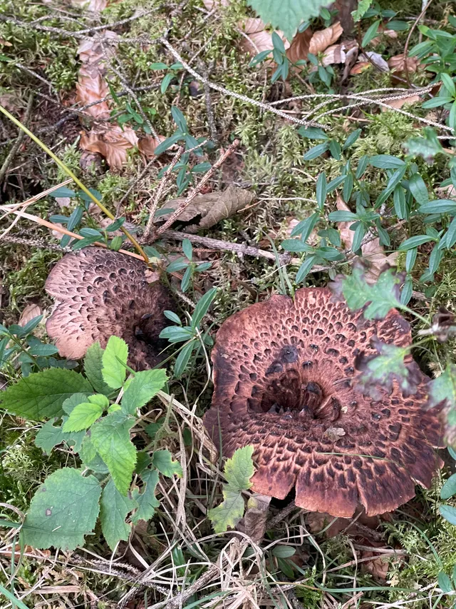Shingled hedgehog