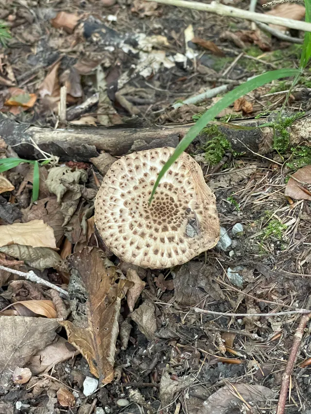 Shingled hedgehog