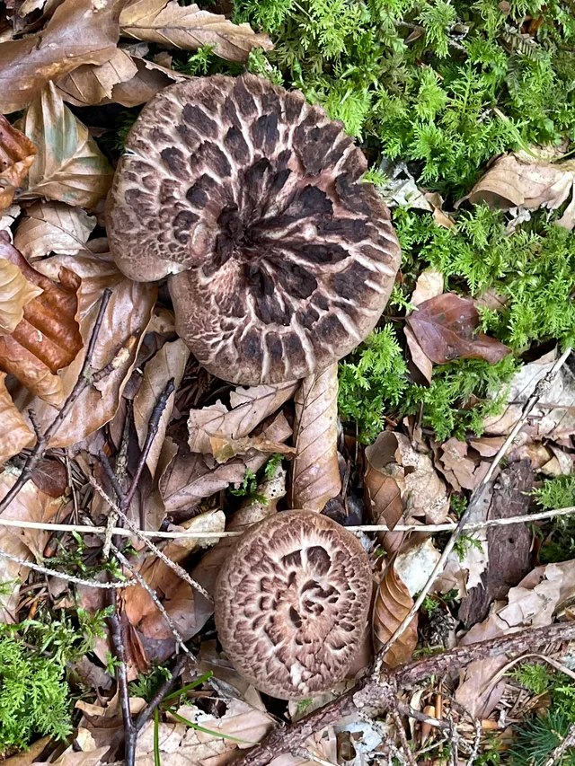 Shingled hedgehog