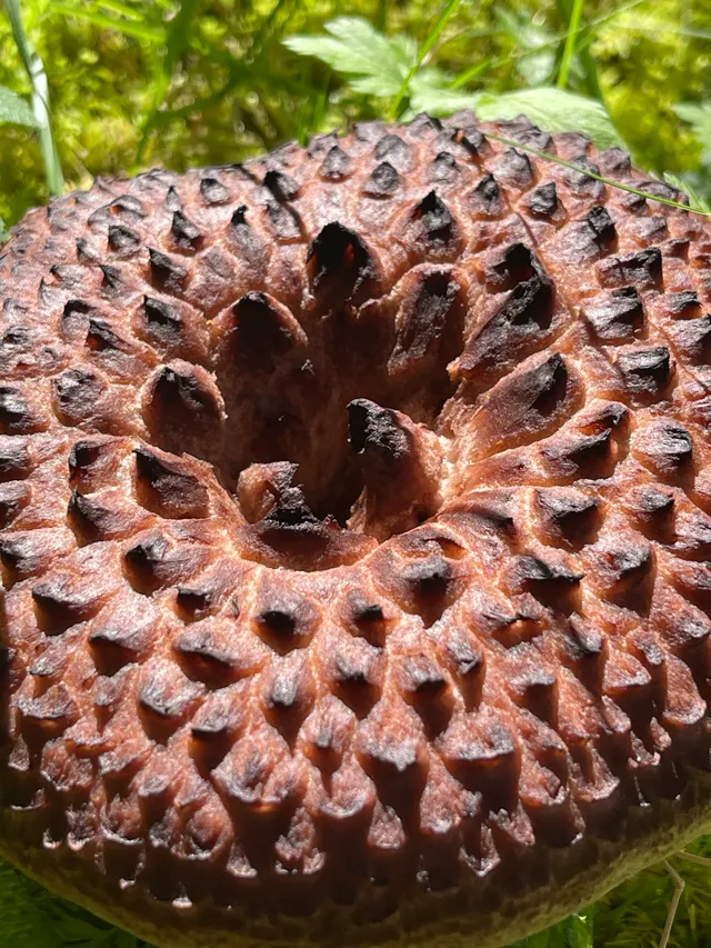 Shingled hedgehog