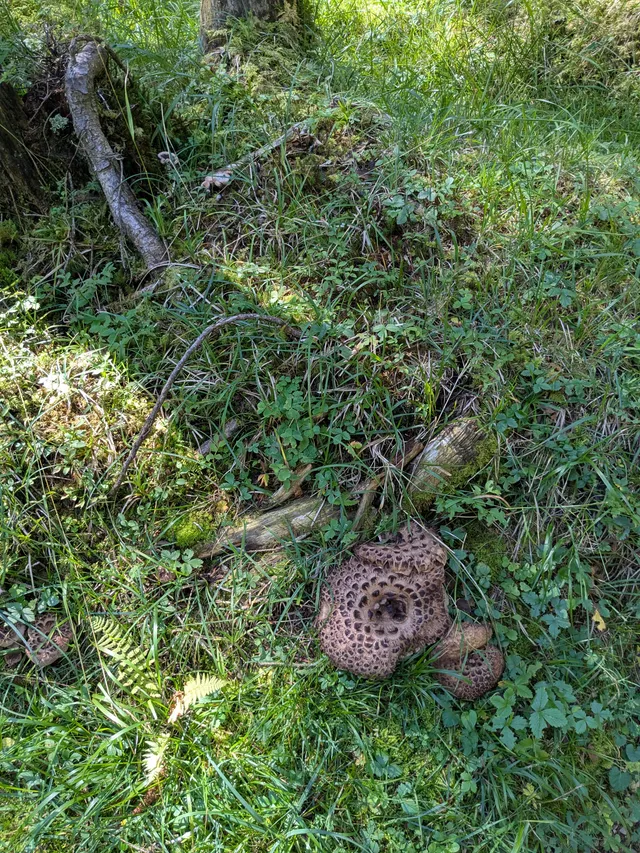 Shingled hedgehog