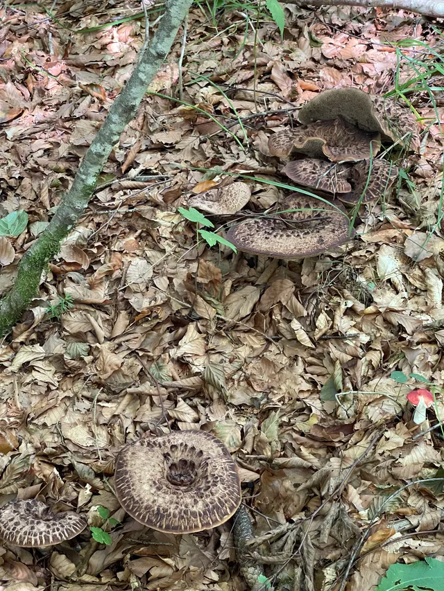 Shingled hedgehog