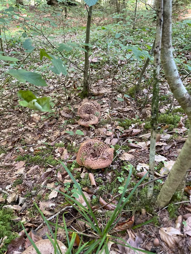 Shingled hedgehog