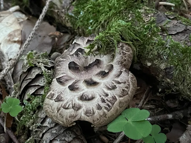 Shingled hedgehog
