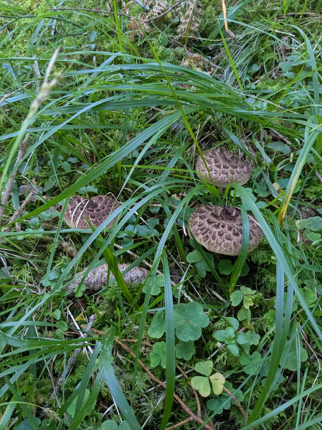 Shingled hedgehog