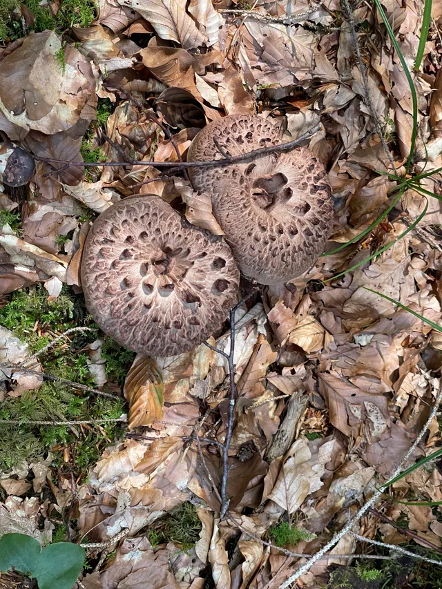 Shingled hedgehog