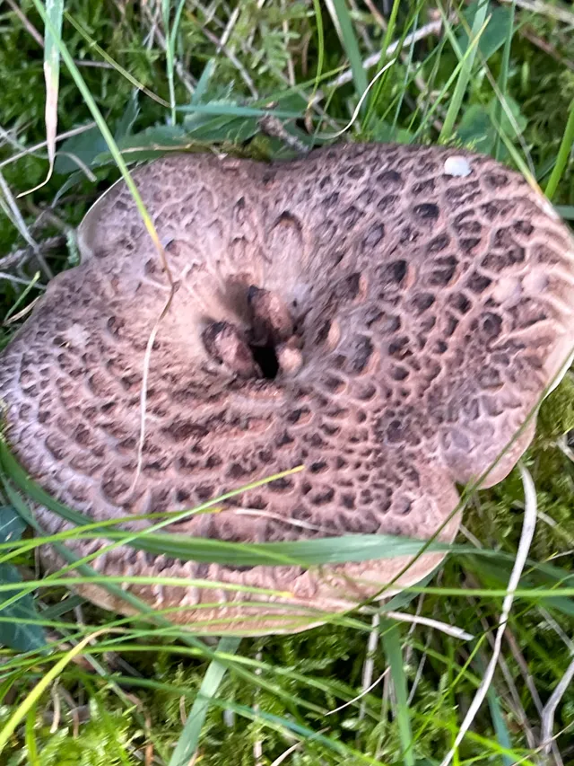 Shingled hedgehog