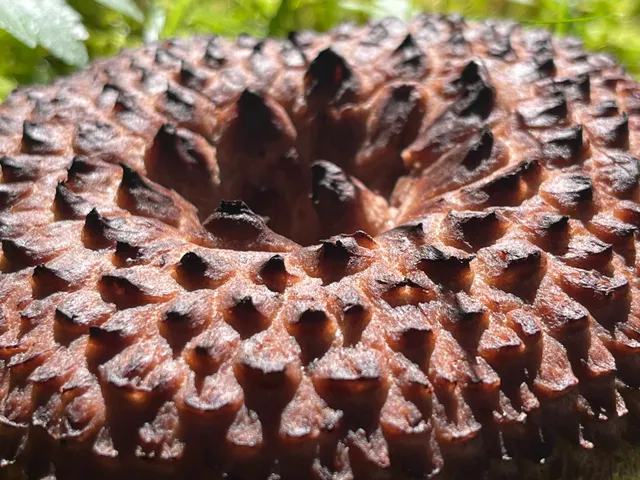 Shingled hedgehog