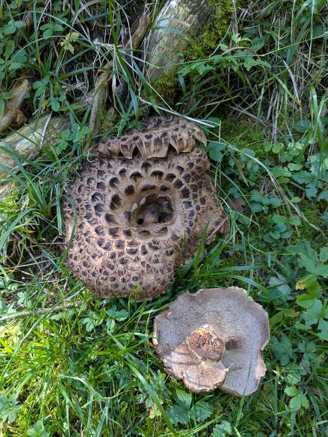 Shingled hedgehog
