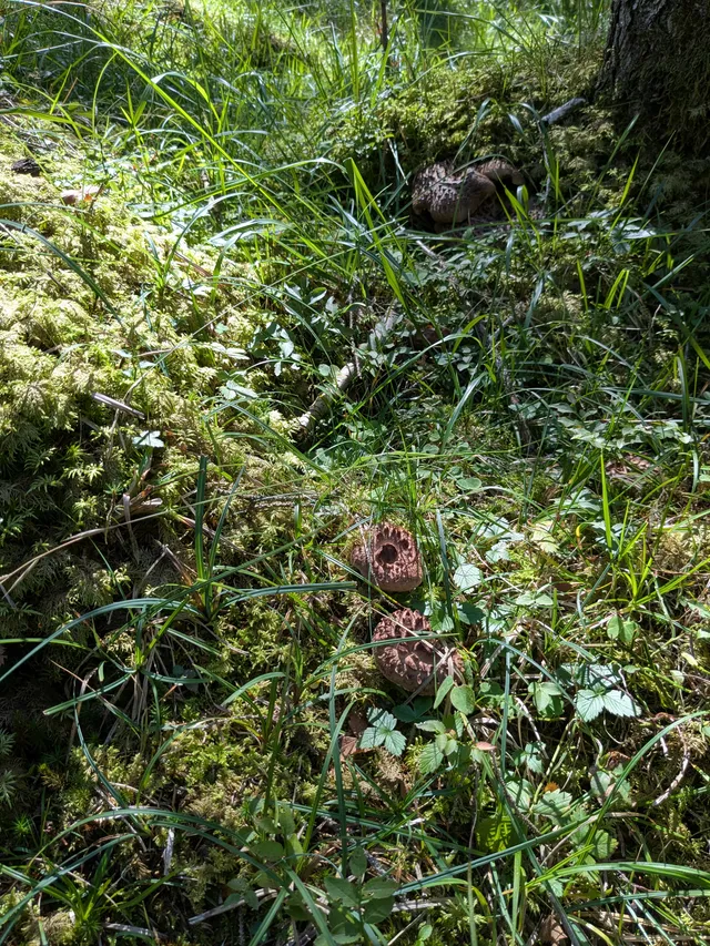Shingled hedgehog