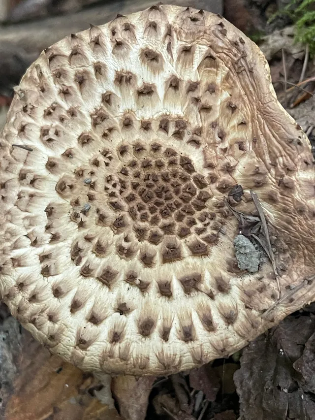 Shingled hedgehog