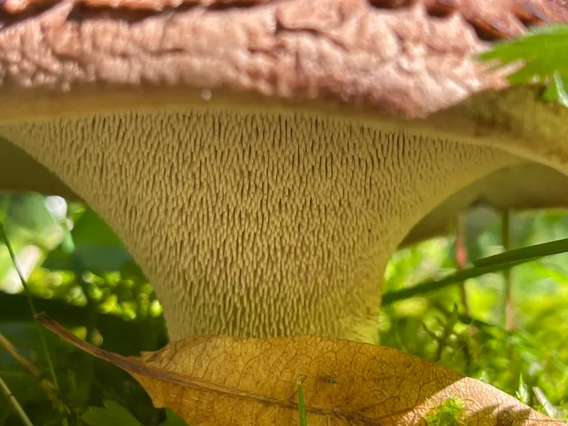 Shingled hedgehog