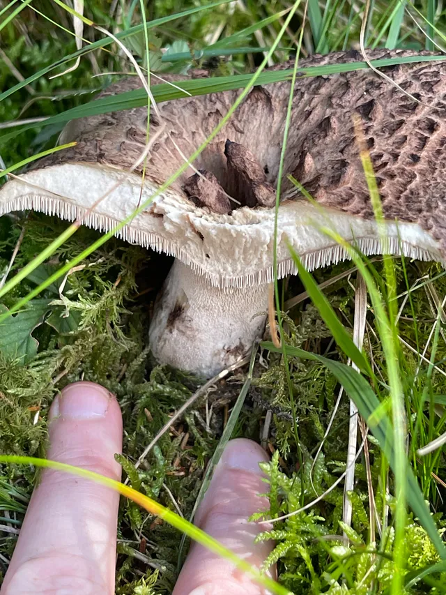 Shingled hedgehog