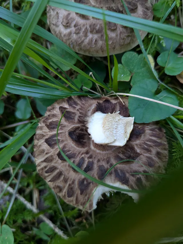 Shingled hedgehog