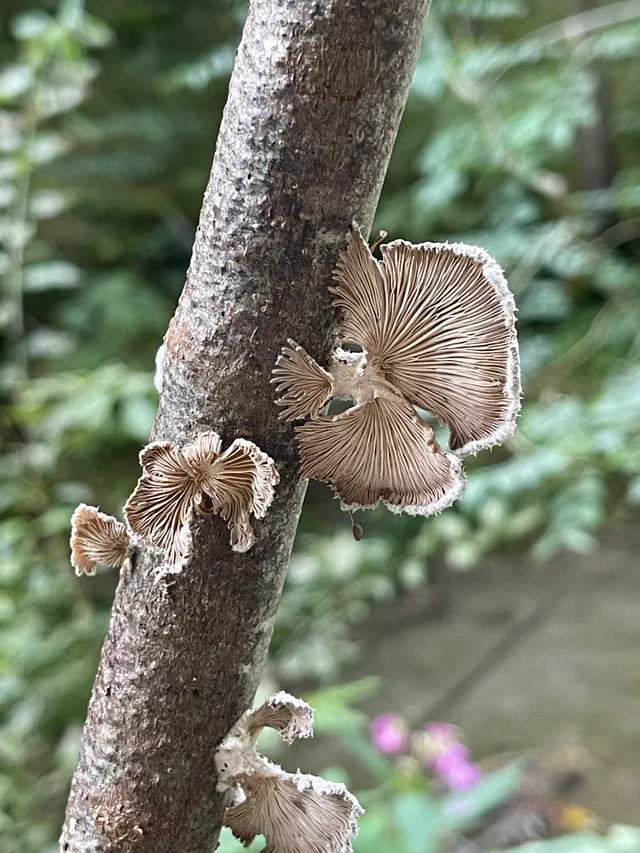 Common Split Gill