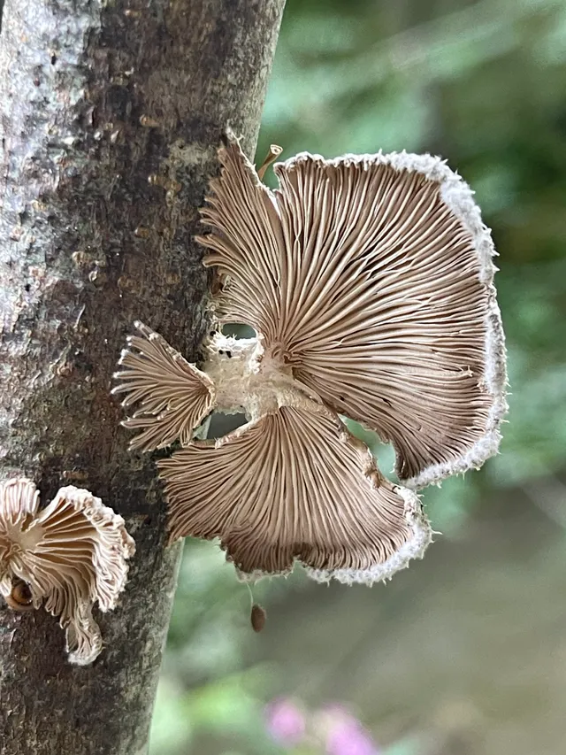 Common Split Gill