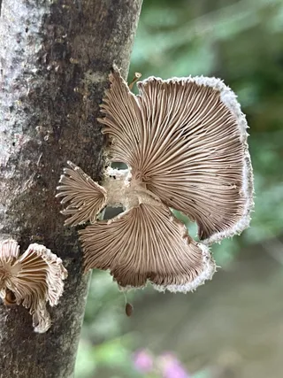 Common Split Gill — 3