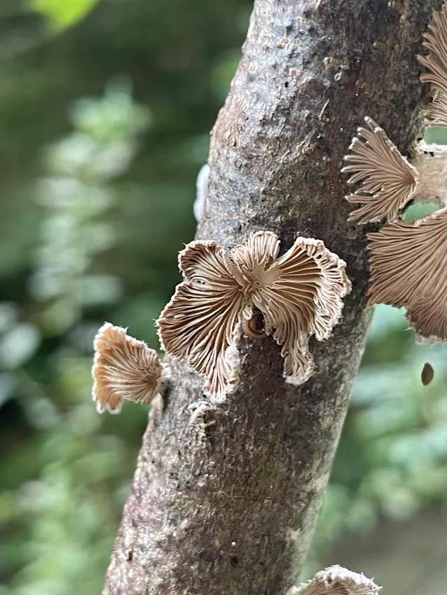 Common Split Gill