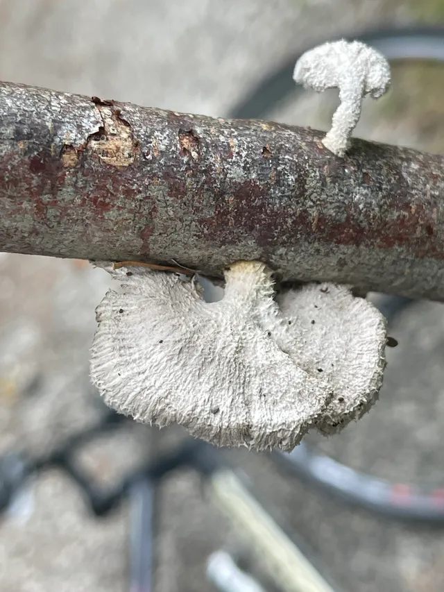 Common Split Gill