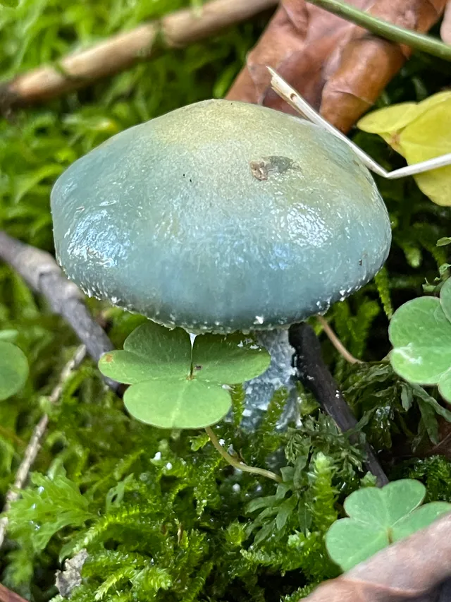Verdigris Agaric