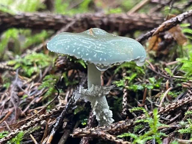 Verdigris Agaric