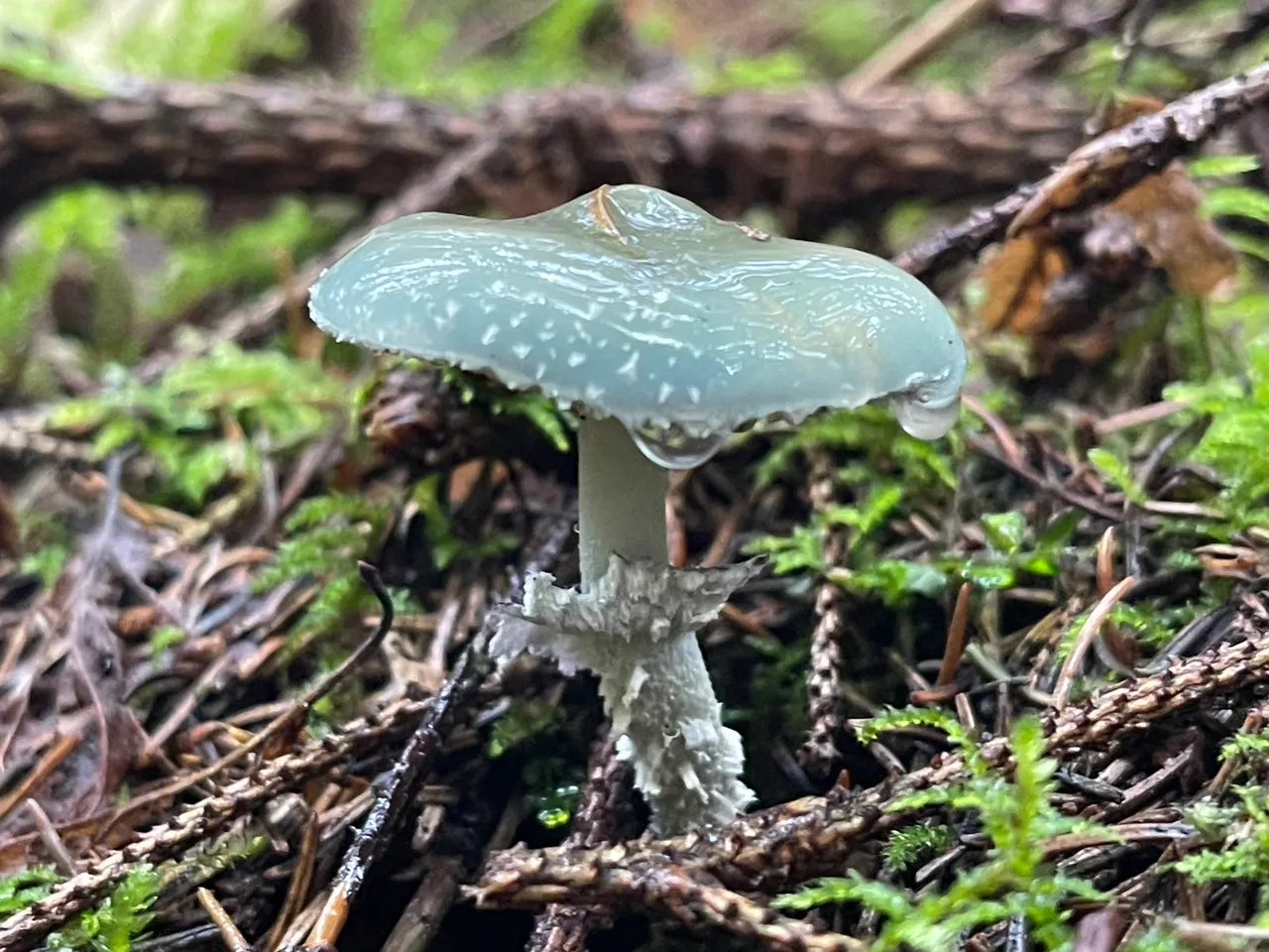 Verdigris Agaric — 1